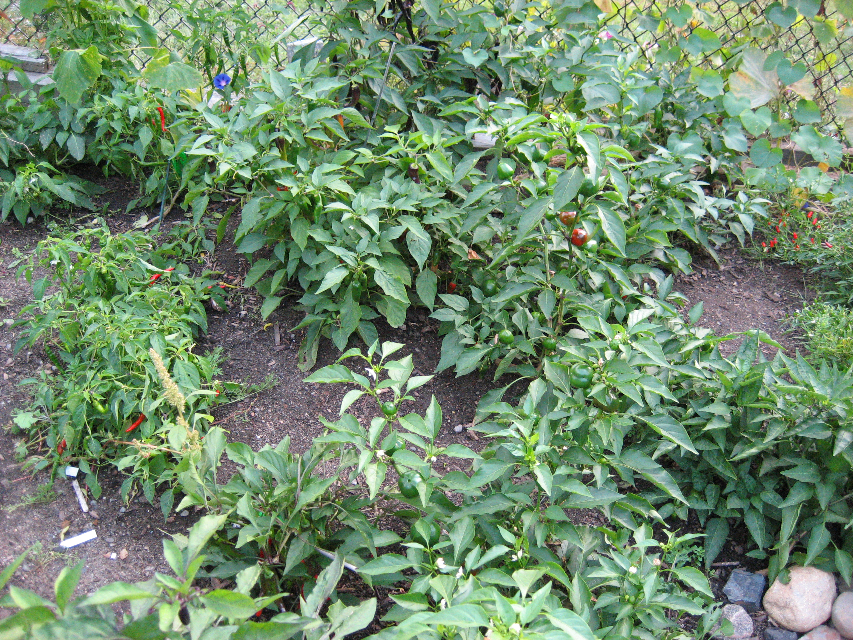 Leah Gauthier, Peppers, 2006