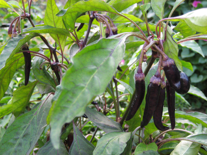 Leah Gauthier, Peppers, 2006