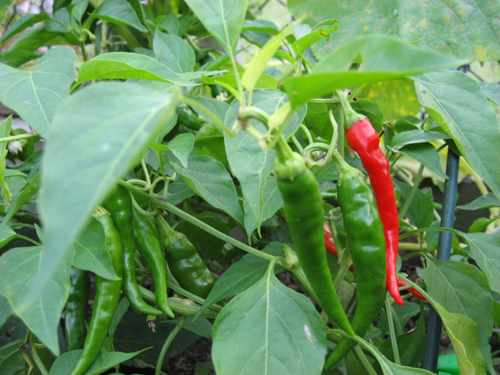 Leah Gauthier, Peppers, 2006