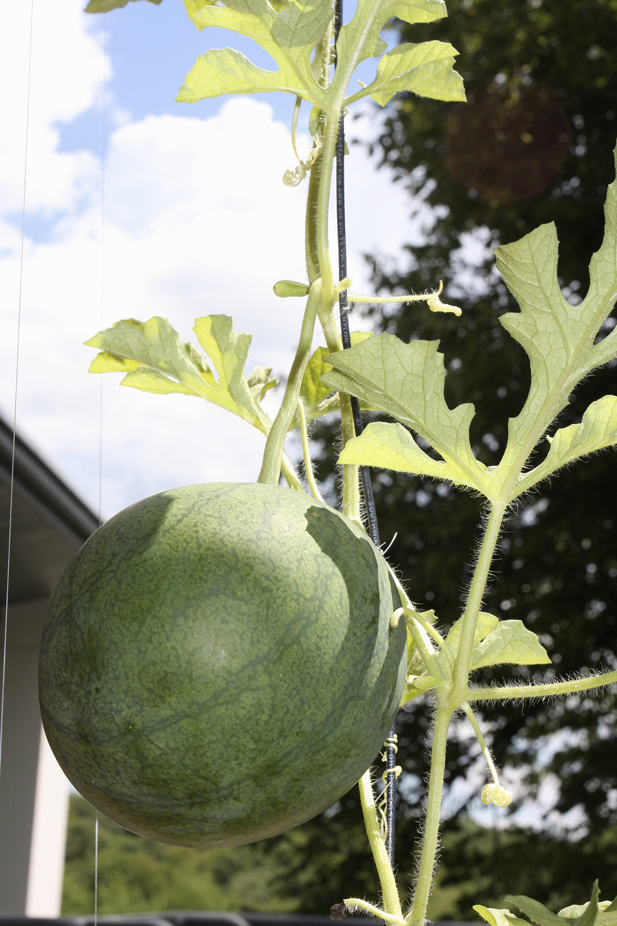 Leah Gauthier, Melon, 2008