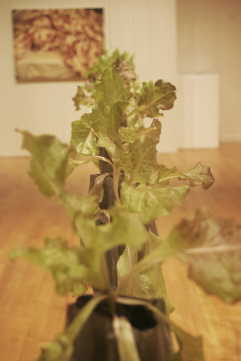 Leah Gauthier, Lettuce, 2006