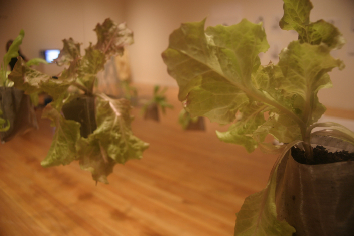 Leah Gauthier, Lettuce, 2006